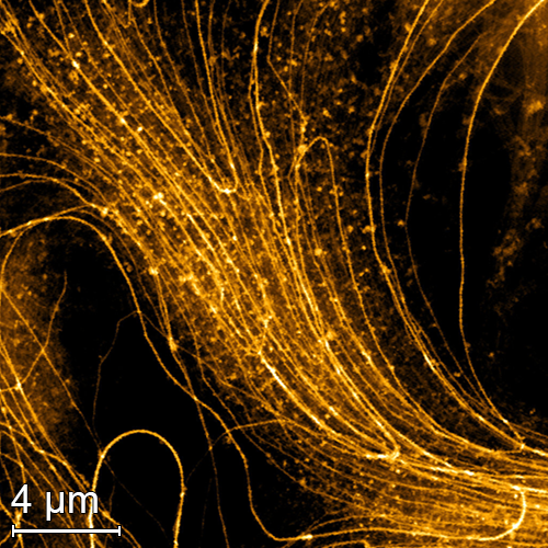 Fibers/Hair